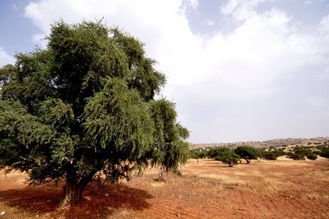 Marabout au Sud