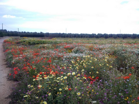 Parterre de fleurs, dans les plaines des Pouilles (Vidas)